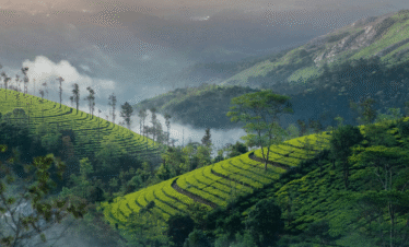 Munnar & Thekkady Hill Retreat